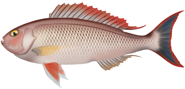 Rosy Snapper - Marinewise
