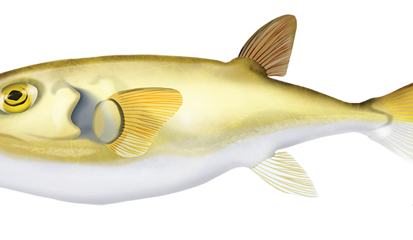 Rough Golden Pufferfish - Marinewise