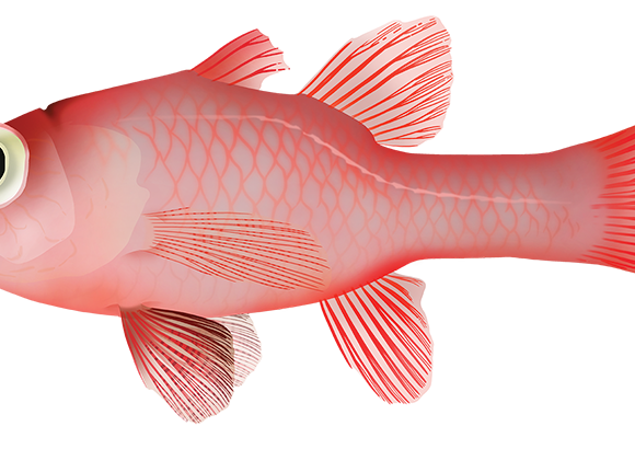 Ruby Cardinalfish - Marinewise
