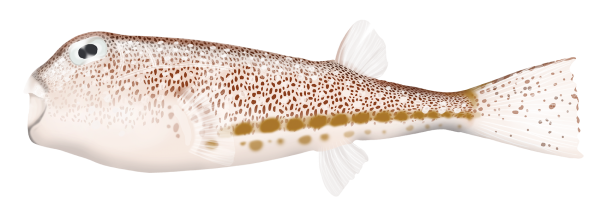 Rusty-spotted Toadfish - Marinewise