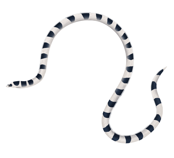 Saddled Snake Eel - Marinewise