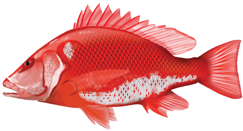 Saddletail Snapper - Lutjanus Malabaricus | Marinewise