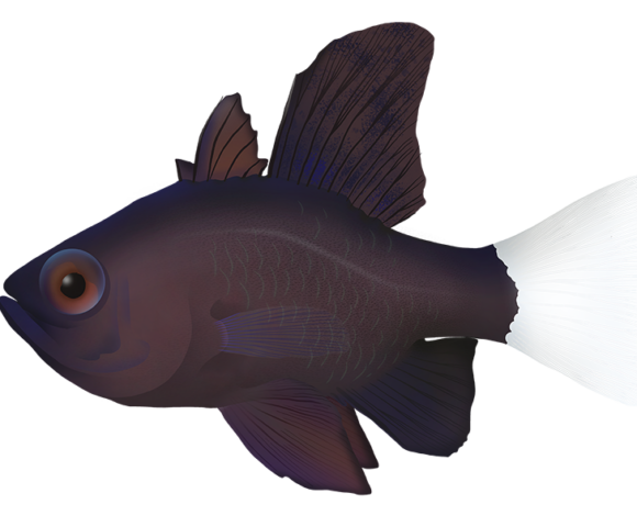 Sailfin Cardinalfish - Marinewise