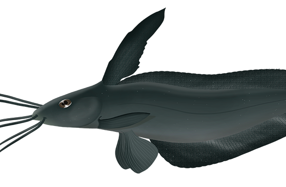 Sailfin Catfish - Marinewise