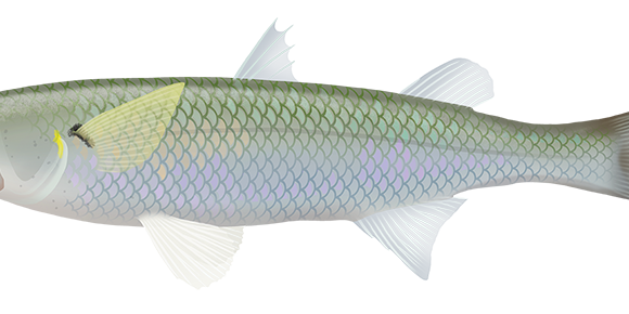 Sand Mullet - Marinewise