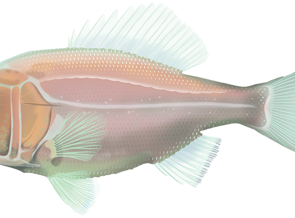 Sandpaper Fish - Marinewise