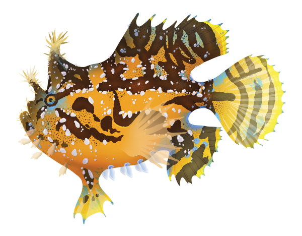 Sargassum Anglerfish - Marinewise