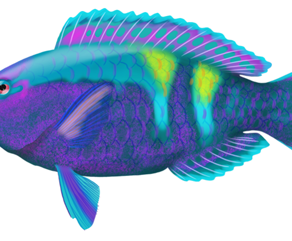 Schlegel´s Parrotfish - Marinewise