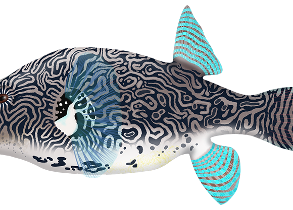 Scribbled Puffer - Marinewise