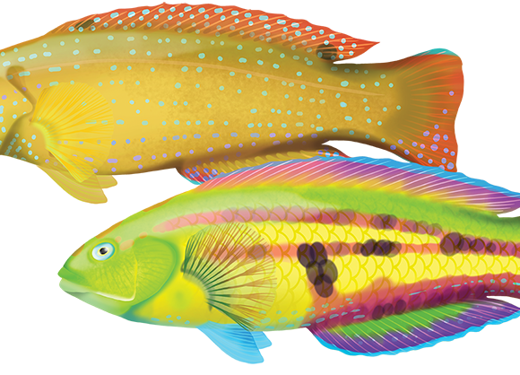 Senator Wrasse - Marinewise