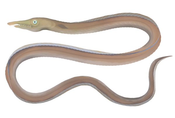 Serpent Eel - Marinewise