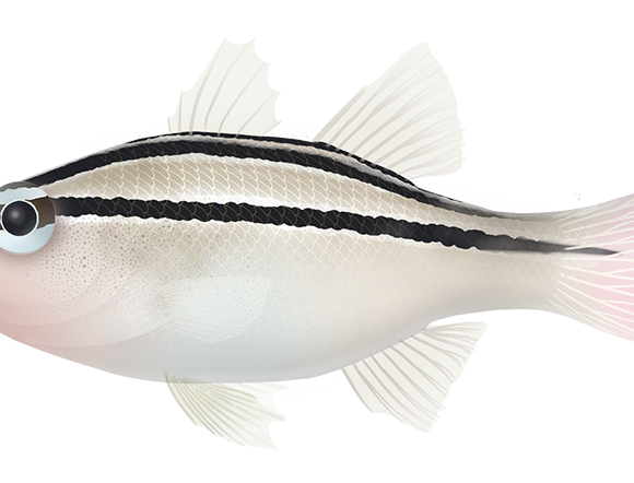 Sevenband Cardinalfish - Marinewise
