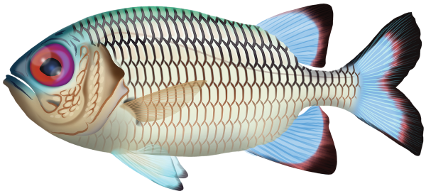 Shadowfin Soldierfish - Marinewise