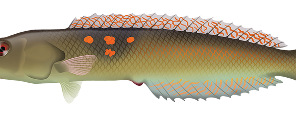 Sharpnose Wrasse - Marinewise