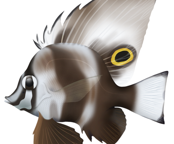 Short Boarfish - Marinewise