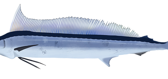 Shortbill Spearfish - Marinewise
