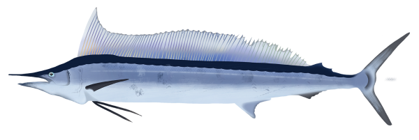 Shortbill Spearfish - Marinewise