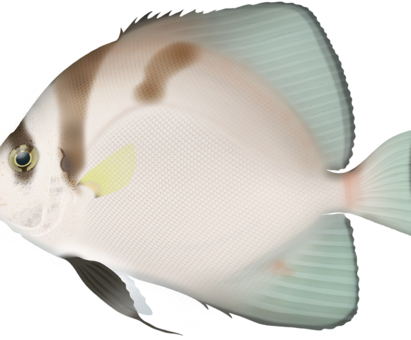 Shortfin Batfish - Marinewise