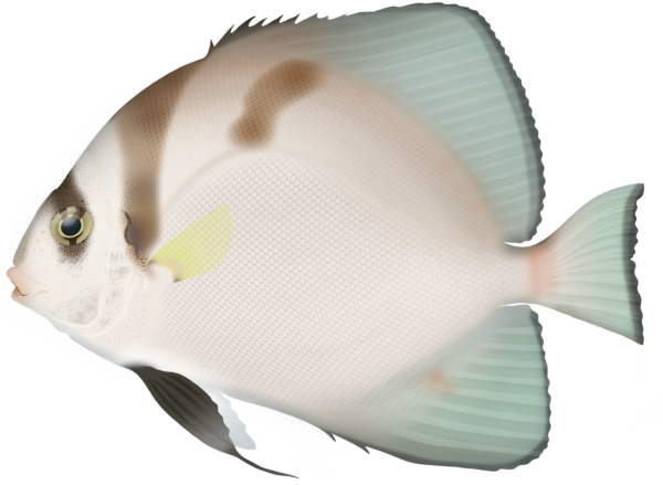 Shortfin Batfish - Marinewise