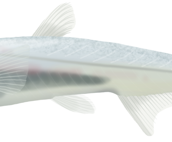 Shortfin Pearleye - Marinewise