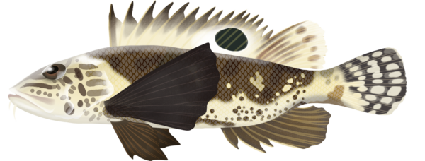 Shortfin Waspfish - Marinewise