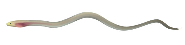 Shortheaded Worm Eel - Marinewise
