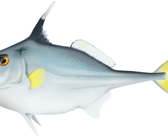 Shortnose Tripodfish - Marinewise
