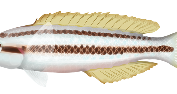 Shoulderspot Wrasse - Marinewise