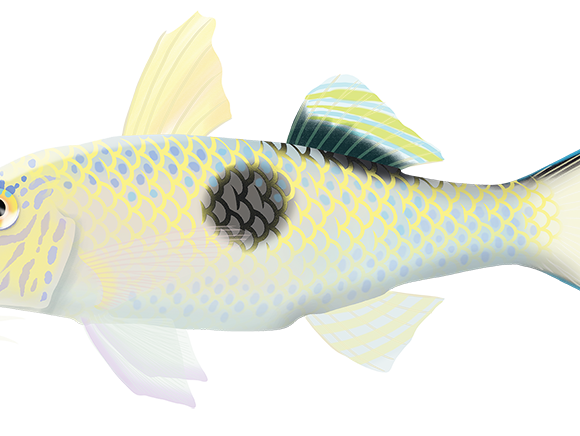 Sidespot Goatfish - Marinewise