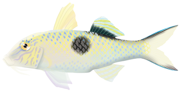 Sidespot Goatfish - Marinewise