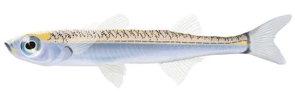 Silver Fish - Marinewise