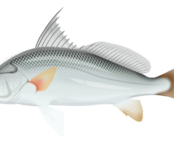 Silver Jewfish - Marinewise