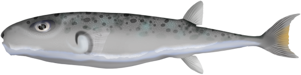 Silver Toadfish - Marinewise