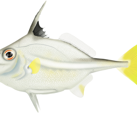 Silver Tripodfish - Marinewise