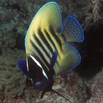 Sixband Angelfish on reef