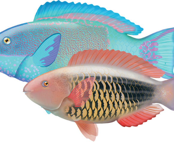 Sixband Parrotfish - Marinewise