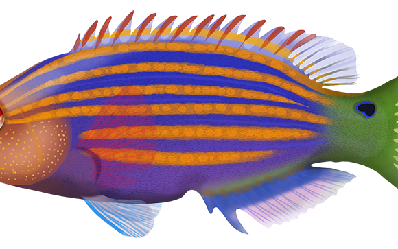 Sixline Wrasse - Marinewise