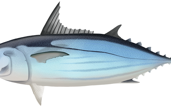 Skipjack Tuna - Marinewise
