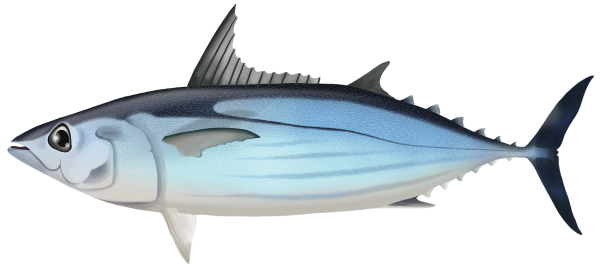 Skipjack Tuna - Marinewise