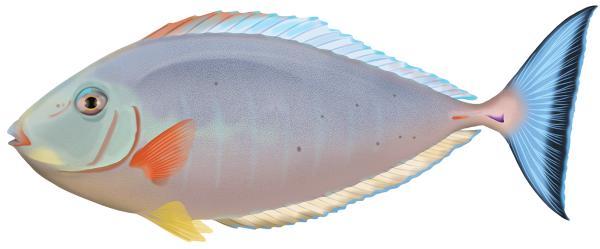 Sleek Unicornfish - Marinewise