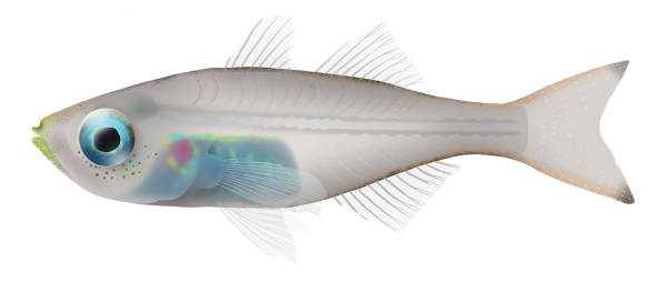 Slender Cardinalfish - Marinewise