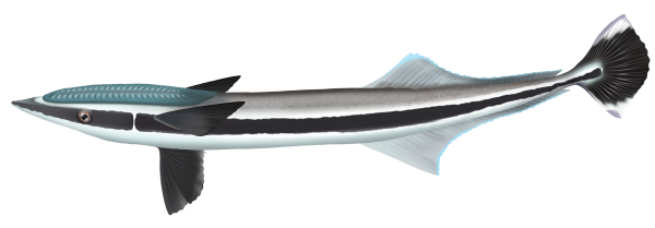 Slender Suckerfish - Marinewise