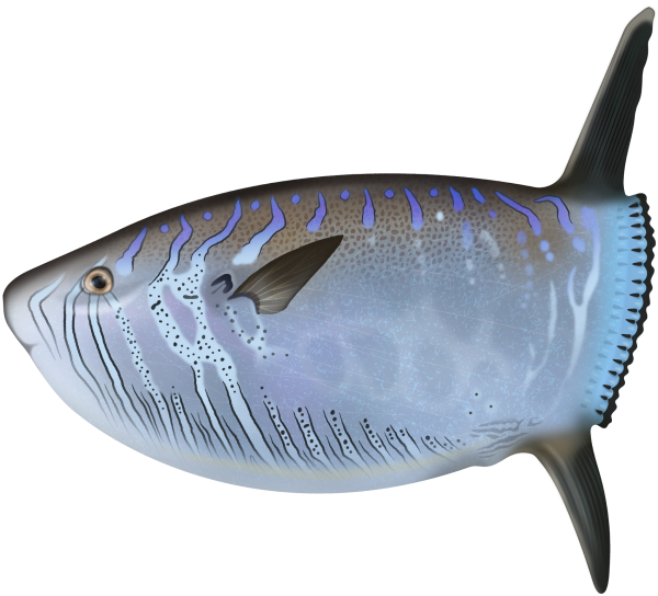 Slender Sunfish - Marinewise