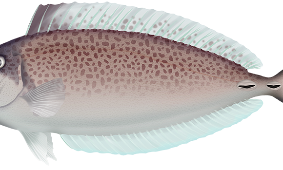Slender Unicornfish - Marinewise