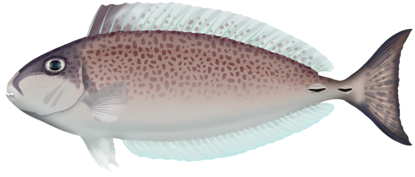 Slender Unicornfish - Marinewise