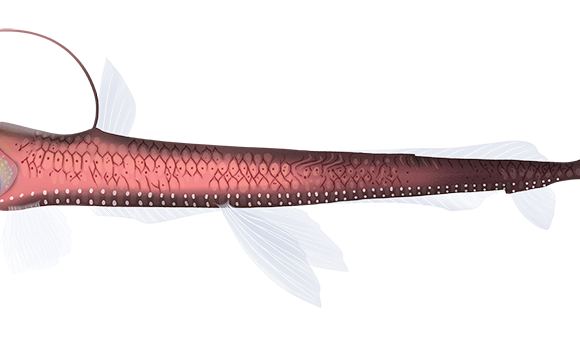 Sloane's Viperfish - Marinewise