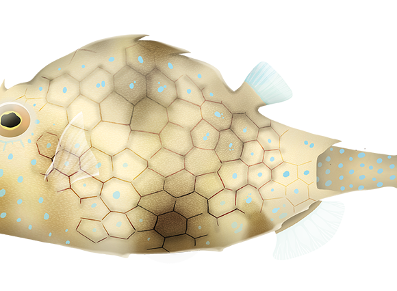 Smallspine Turretfish - Marinewise