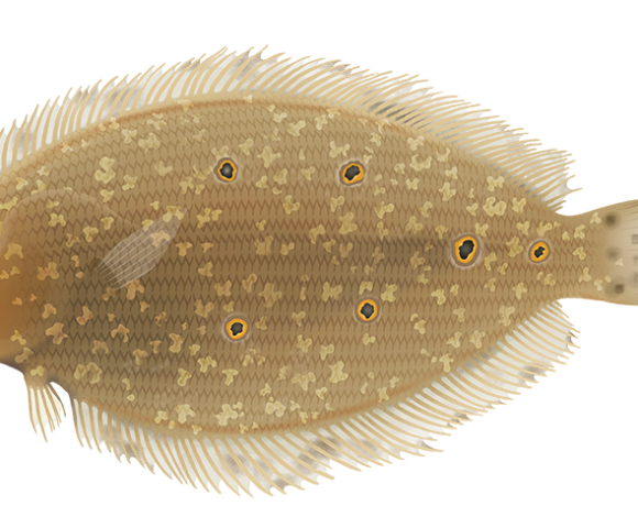 Smalltooth Flounder - Marinewise