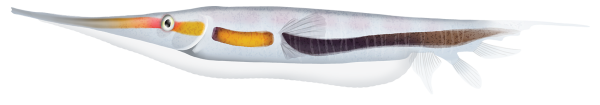 Smooth Razorfish - Marinewise