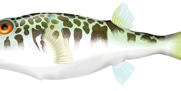 Smooth Toadfish - Marinewise